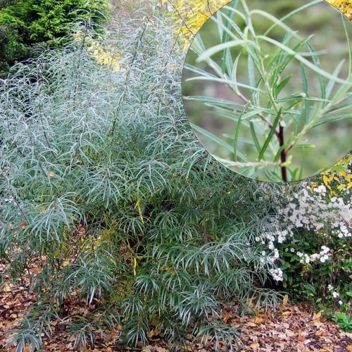 Salix elaeagnos 'Angustifolia' - Hall paju 'Angustifolia' C2/2L
